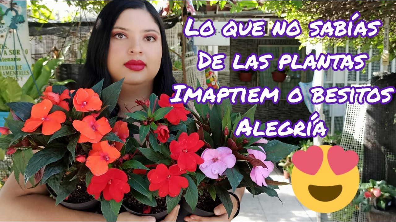 RECOMENDACIONES DE CUIDADO DE BESITOS ALEGRÍA O IMPATIEM |LIZZ Y SU VIVERO