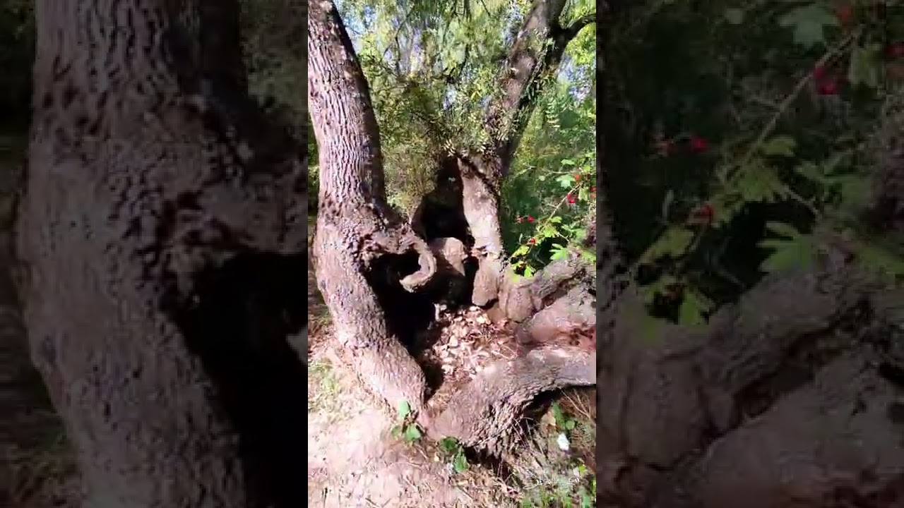 Setas de oto&ntilde;o en el pardo
