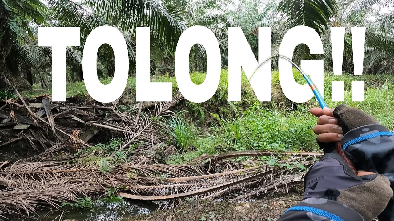 DIKIRA PATAH TERNYATA KUAT