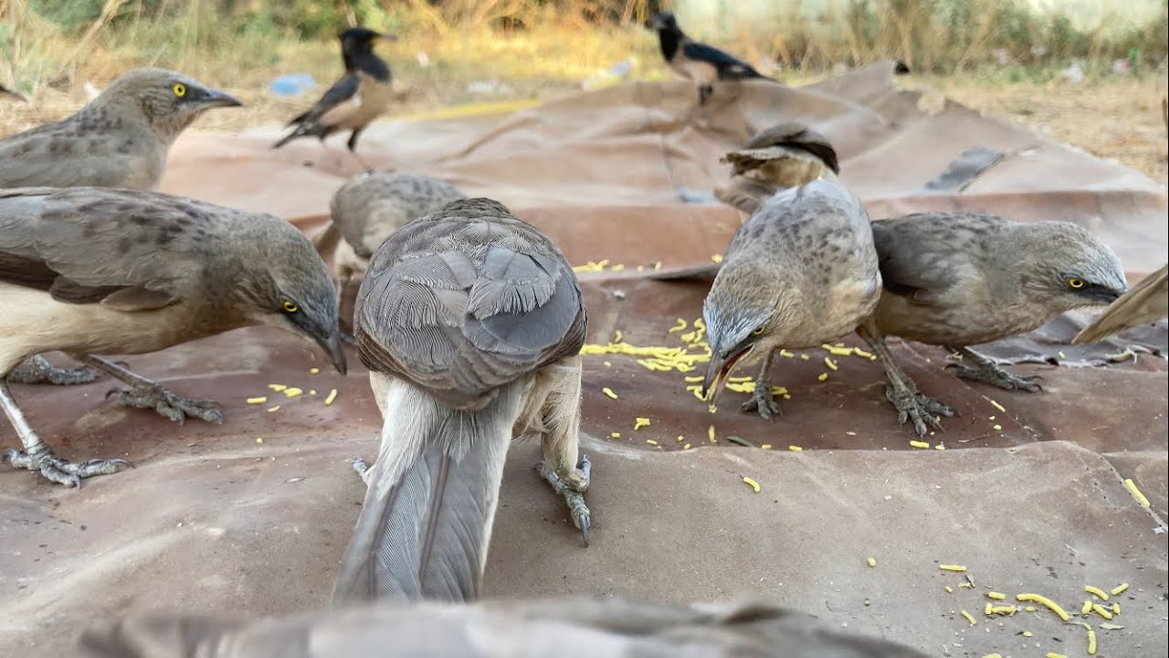 Sav dalte hi umad pade panchi 🐦 | Dekhiye anokha nazara | Birds Rushed In As Soon As I Put the Grain