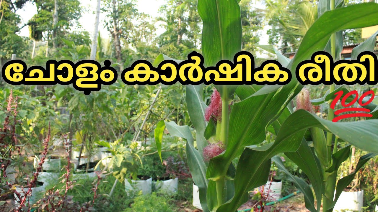 വീട്ടുവളപ്പിൽ ചോളകൃഷി എങ്ങനെ വിജയകരമാക്കാം| corn farming in house garden| @Malayalam krishi video