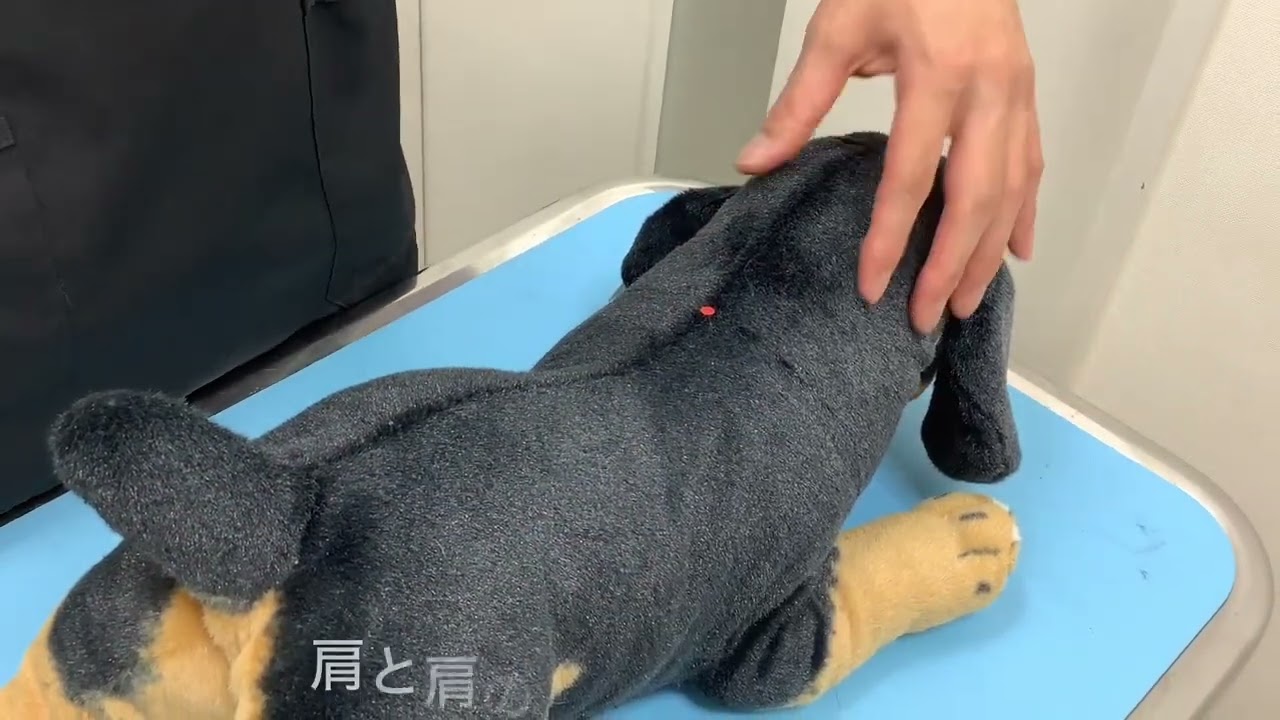 犬と猫のインスリン投与方法（木場きたむら動物病院）
