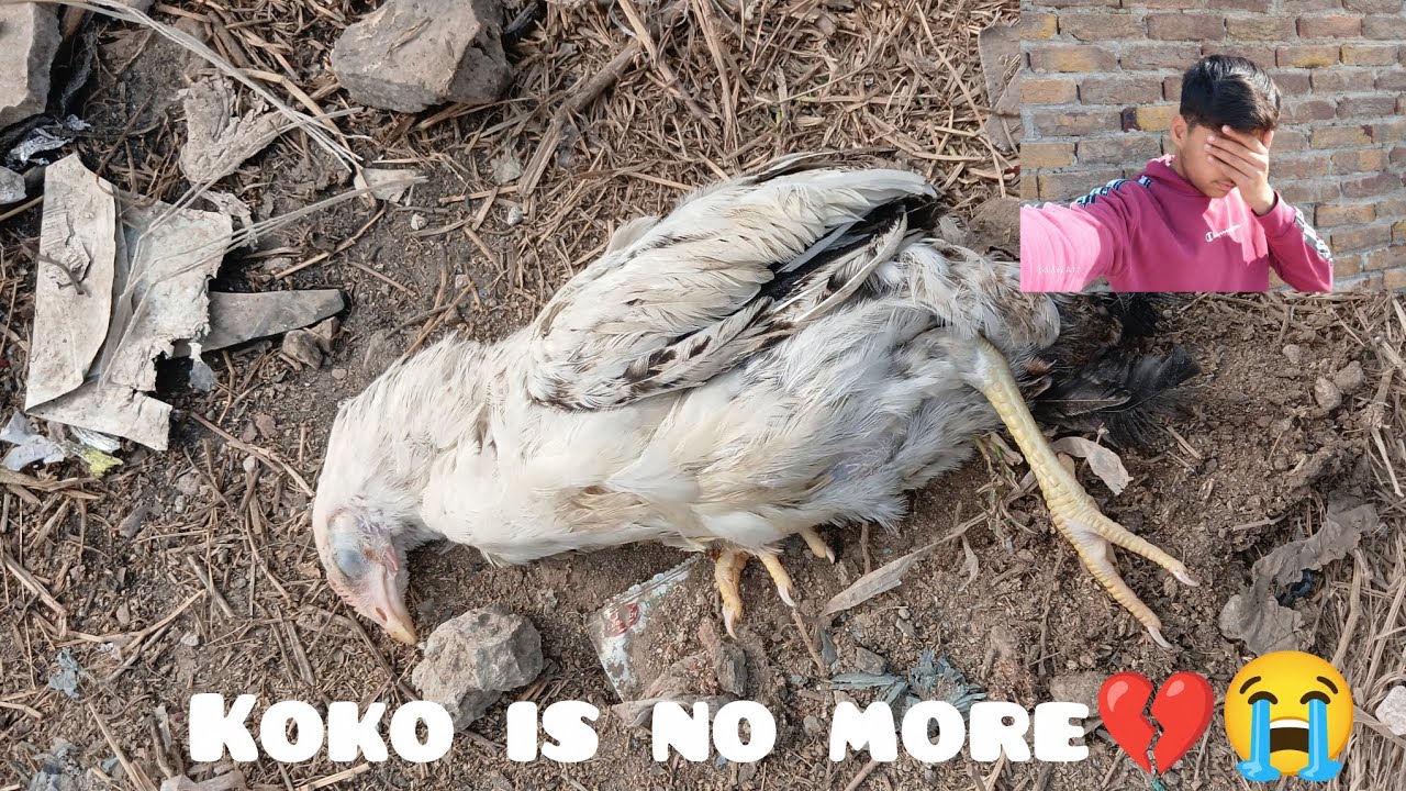 Koko is no more 😭koko humain chor kar chala gaya 💔