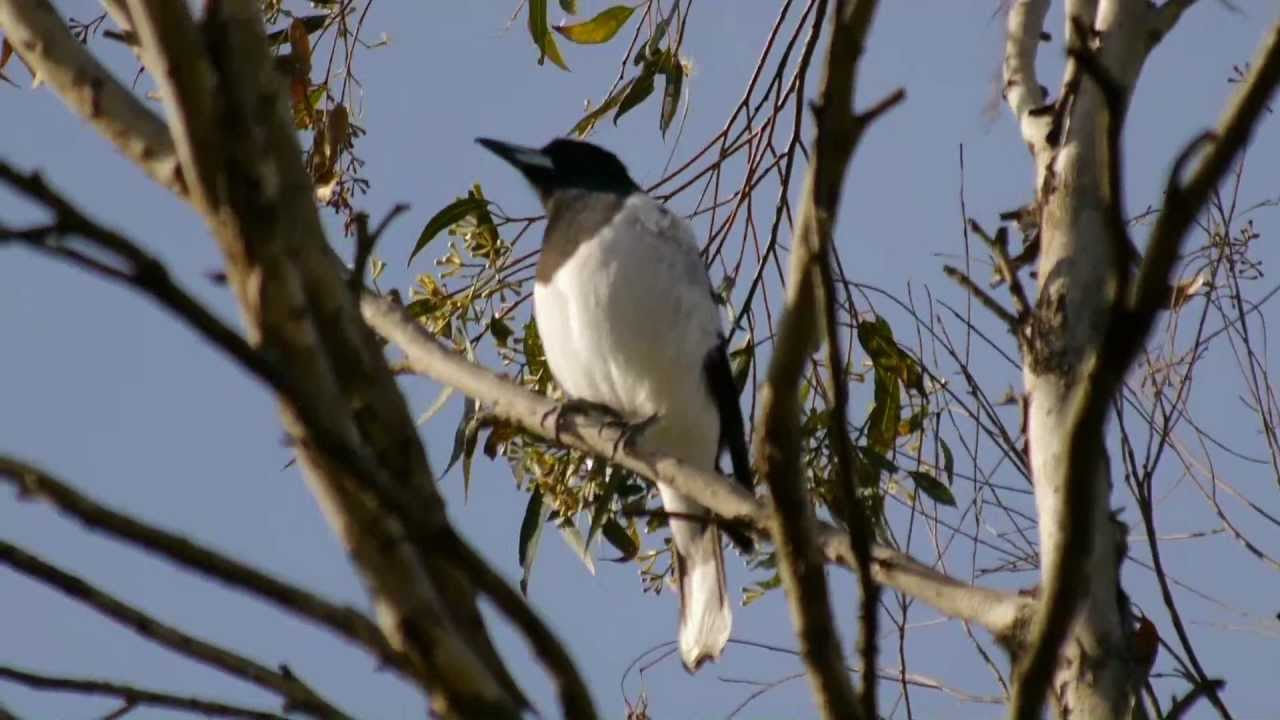 Pied Butcherbird (Cracticus nigrogularis) / Schwarzkehl-Kr&auml;henw&uuml;rger [1]