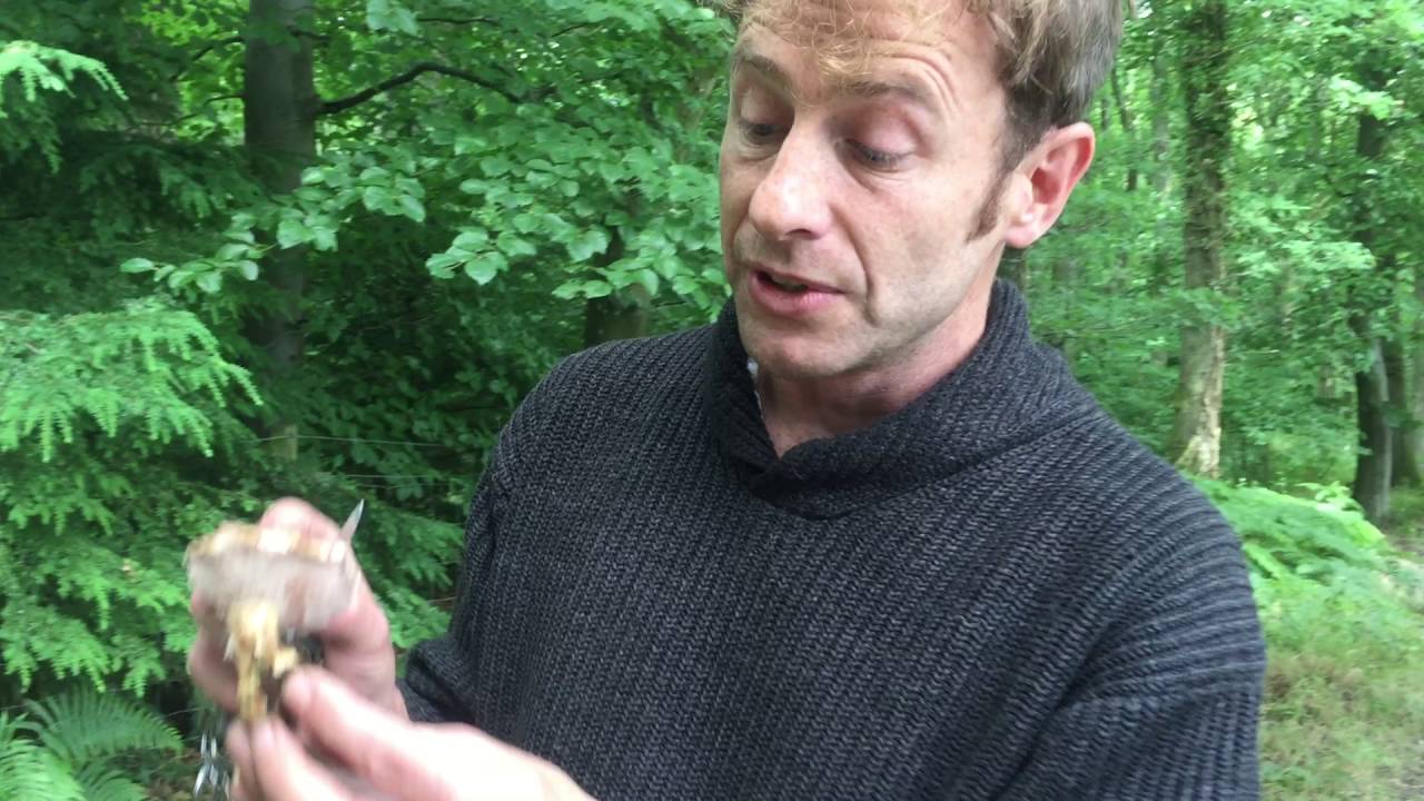 Определение вида Bolete Bitter, Tylopilus felleus, Bitter Tylopilus.