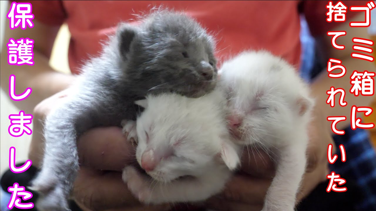 【保護猫】ゴミ箱に捨てられていた赤ちゃん猫を保護しました