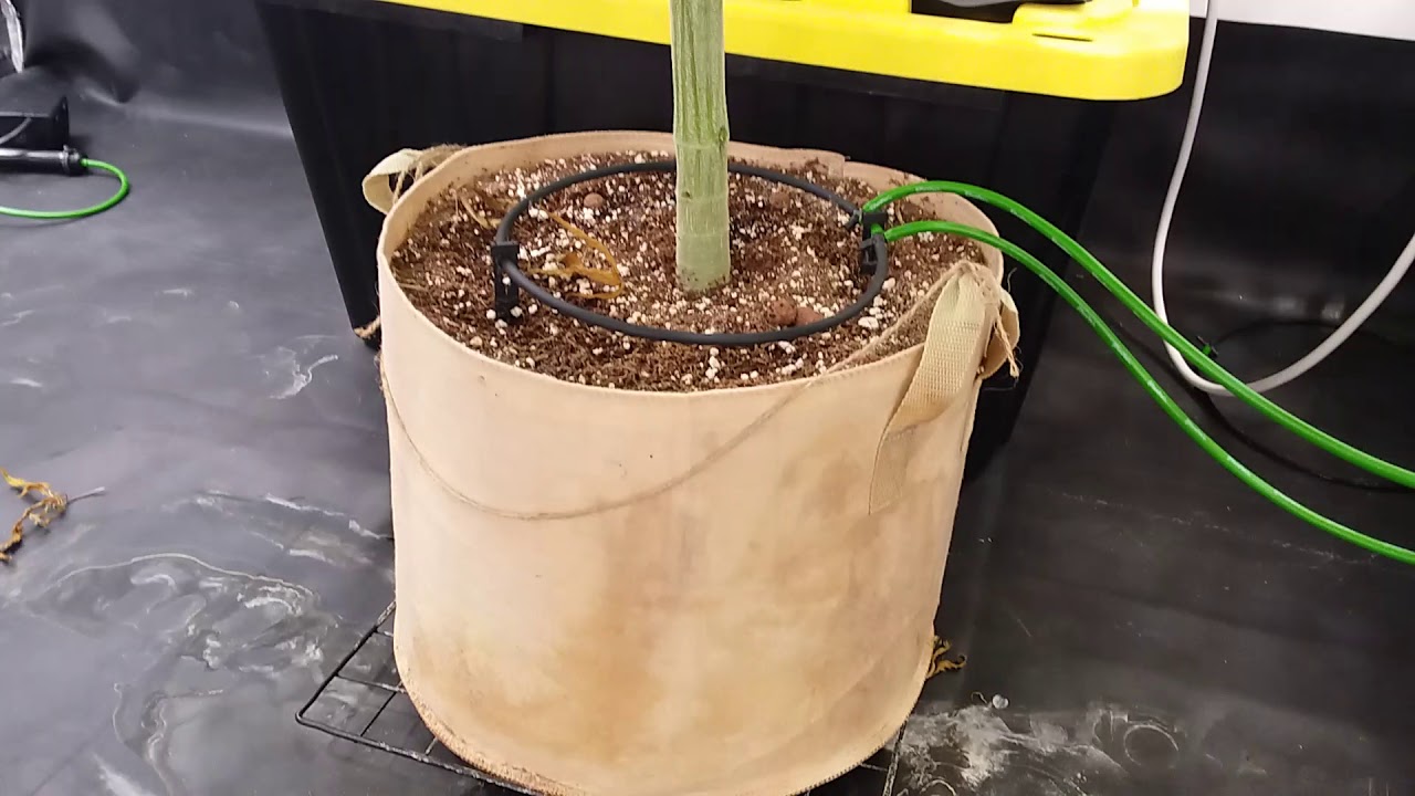 Alien Orange Congolese day 65 & Flower Room Update.