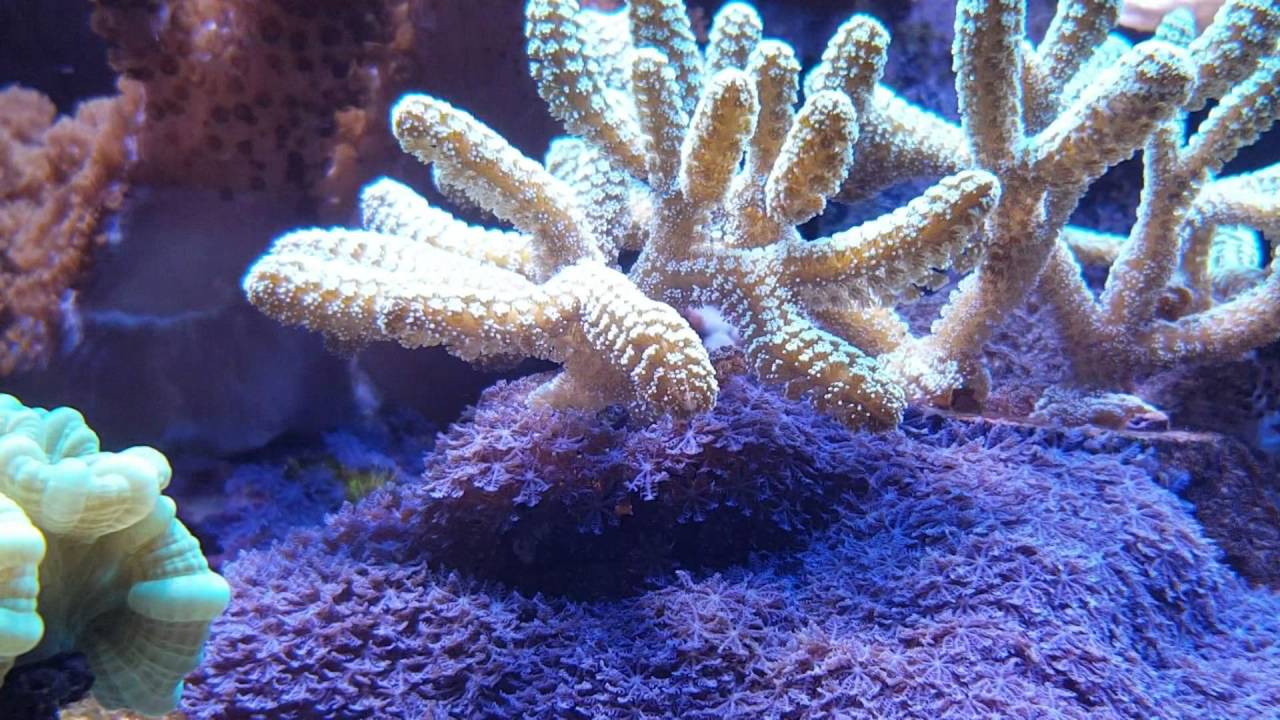 Blue Clove Polyps