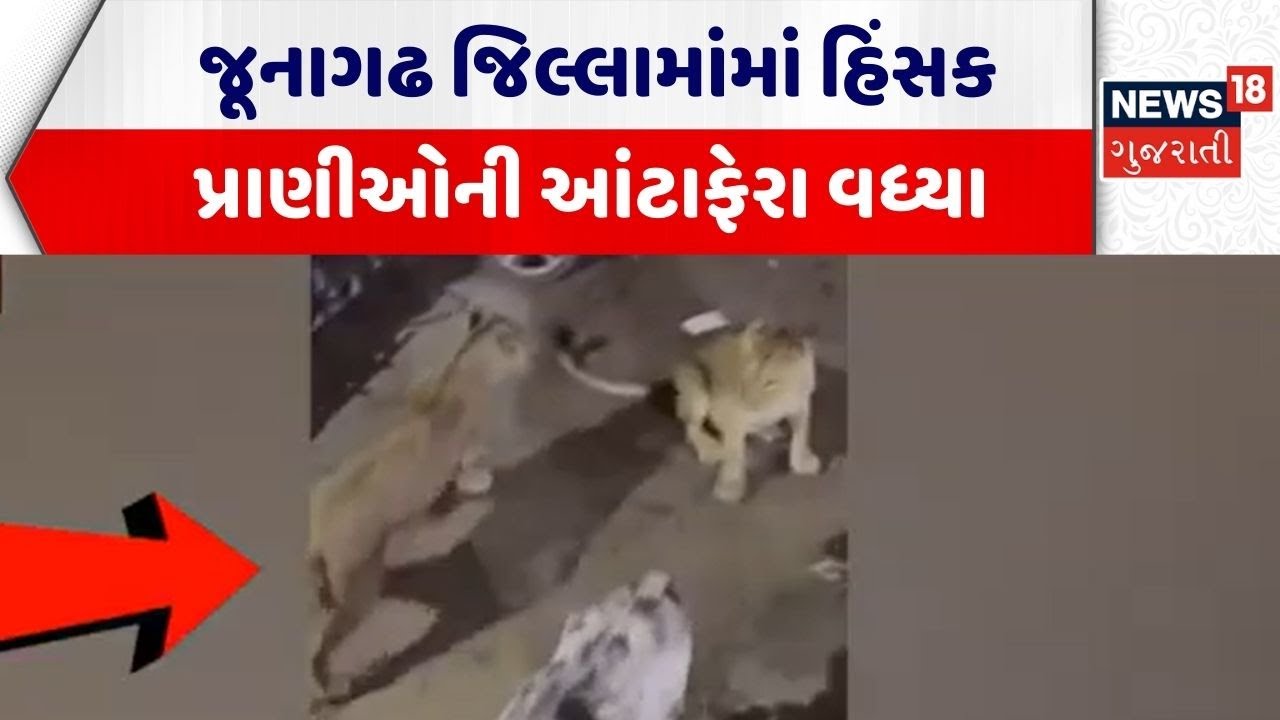 Junagadh Lion News | જૂનાગઢ જિલ્લામાંમાં હિંસક પ્રાણીઓની આંટાફેરા વધ્યા | Gujarat Forest Department