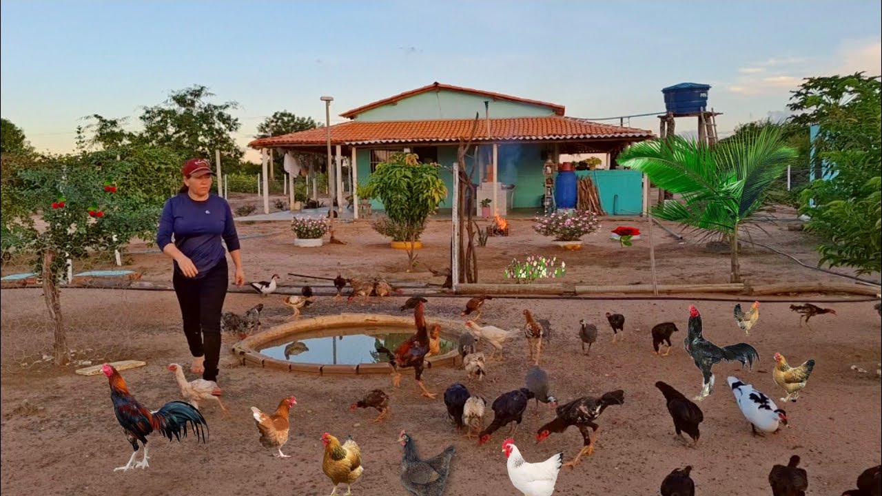 VIVEMOS EM UM PARAÍSO muitas Galinhas Caipira Codornas Patos porcos dangola Guiné COMIDA caipira 