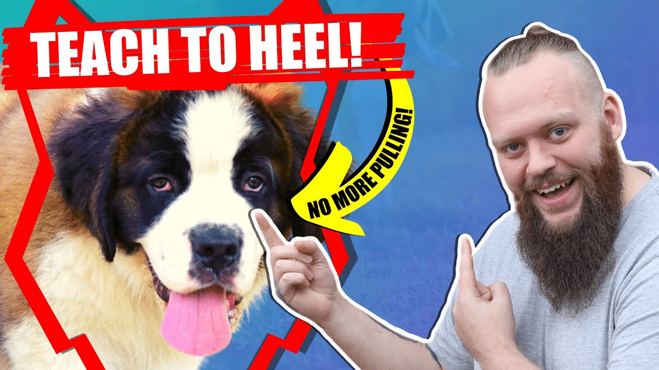 How To Get Your SAINT BERNARD To WALK TO HEEL