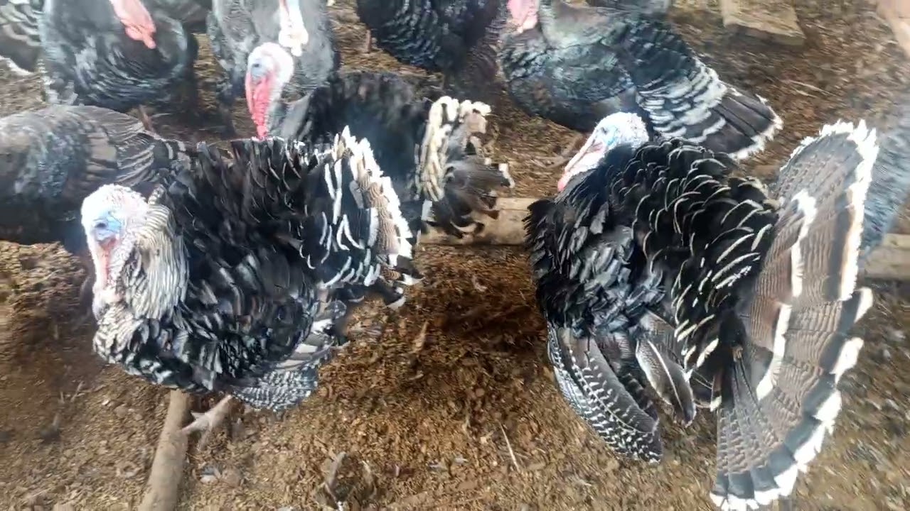 Interesting life of the turkeys