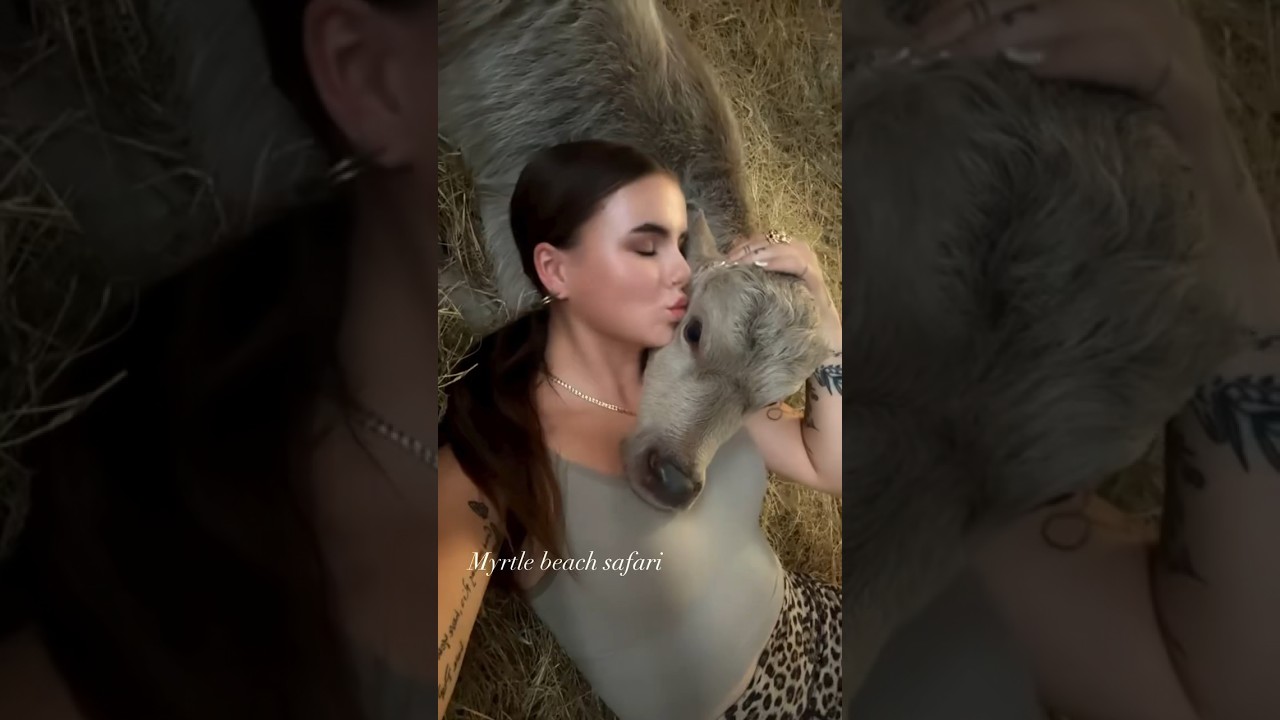 Welcome to the world the sweetest little white asian water buffalo calf🐃🤍☮️ #buffalo #animals