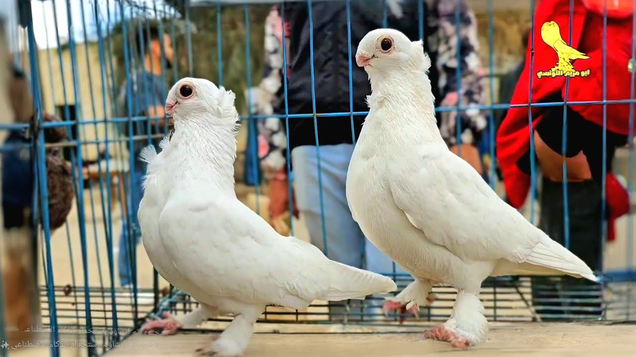اسعار الحمام في سوق الجمعه بعد العيد 😯شوف الانواع والاسعار بالتفصيل