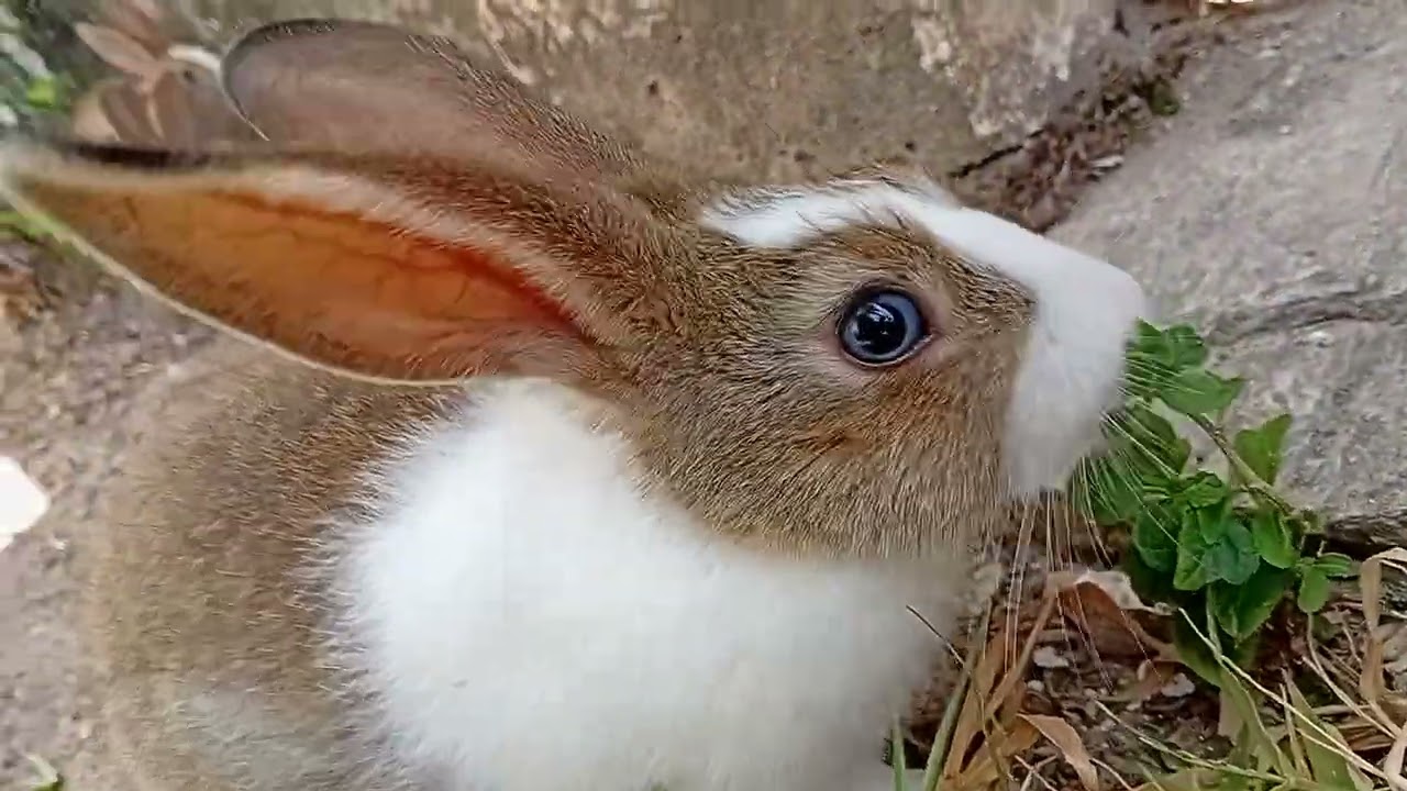 Filhos da Galã 
