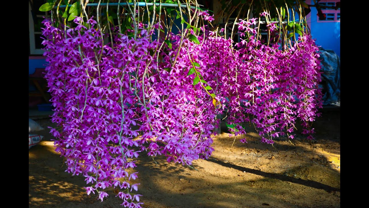 กล้วยไม้เอื้องสายโอโน่มานู  Dendrobium anosmum,ติดต่อ 0964696359