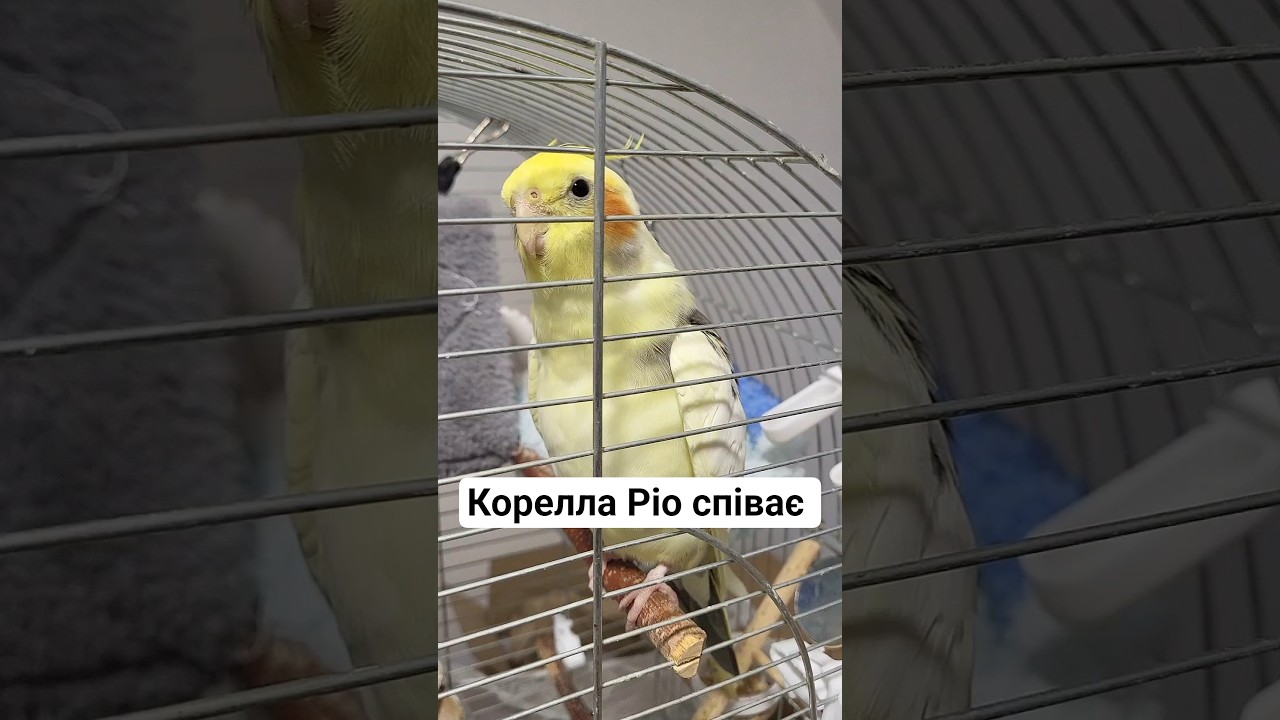 Корелла Ріо співає #cockatiel #parrot #cockatielsinging #корелла #папуга