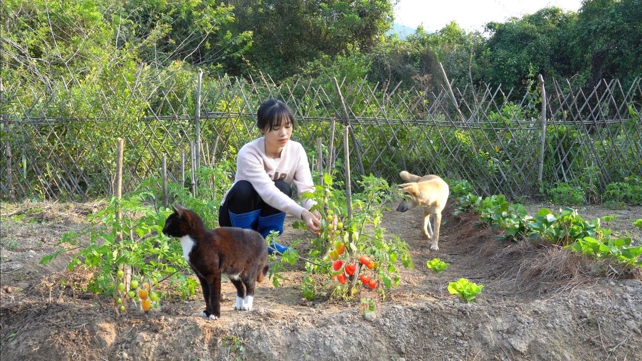 Как уложить клубнику хвоей, сделать томатную кисть, вырастить радужную капусту.