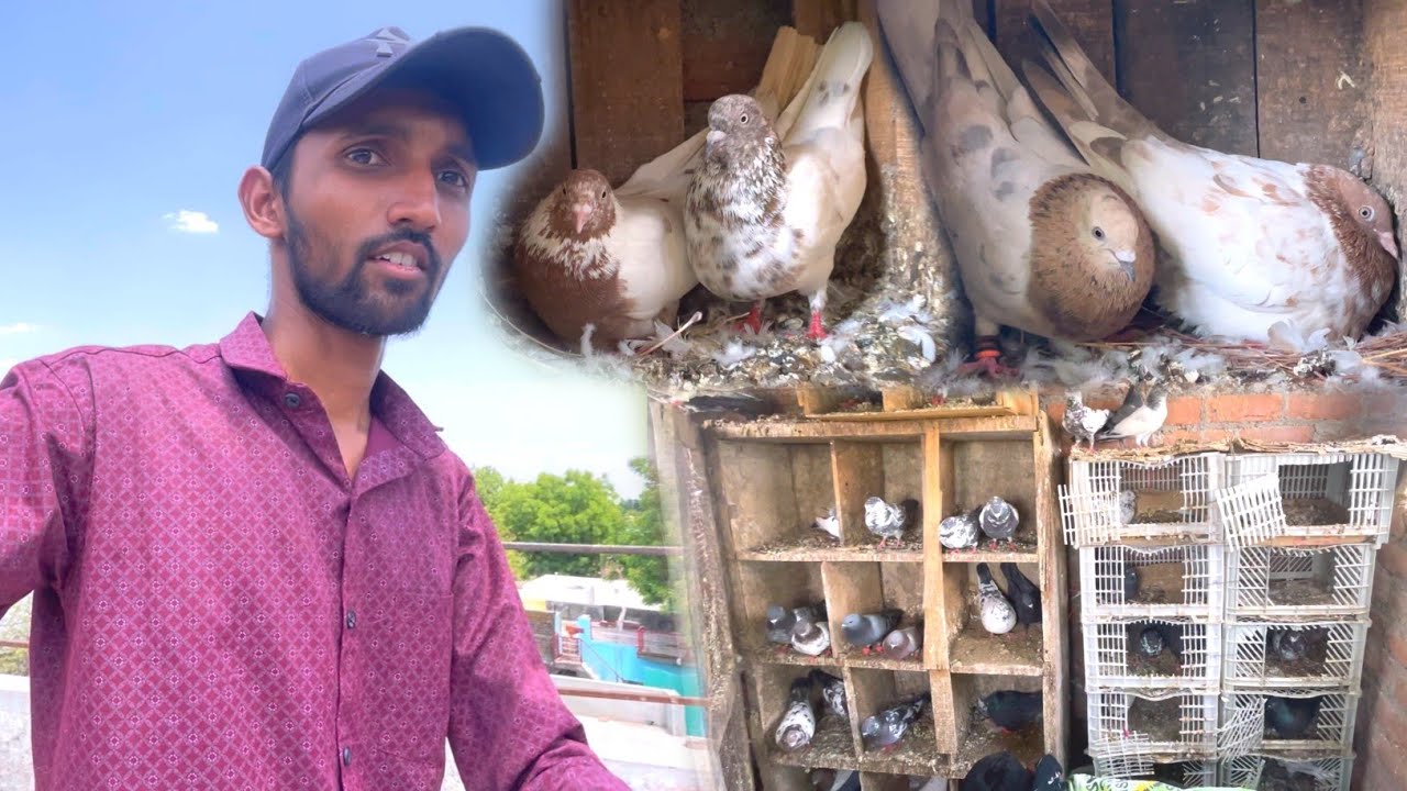 Pradeep Bhai Ke High Flyer Kabootar 🕊️ 