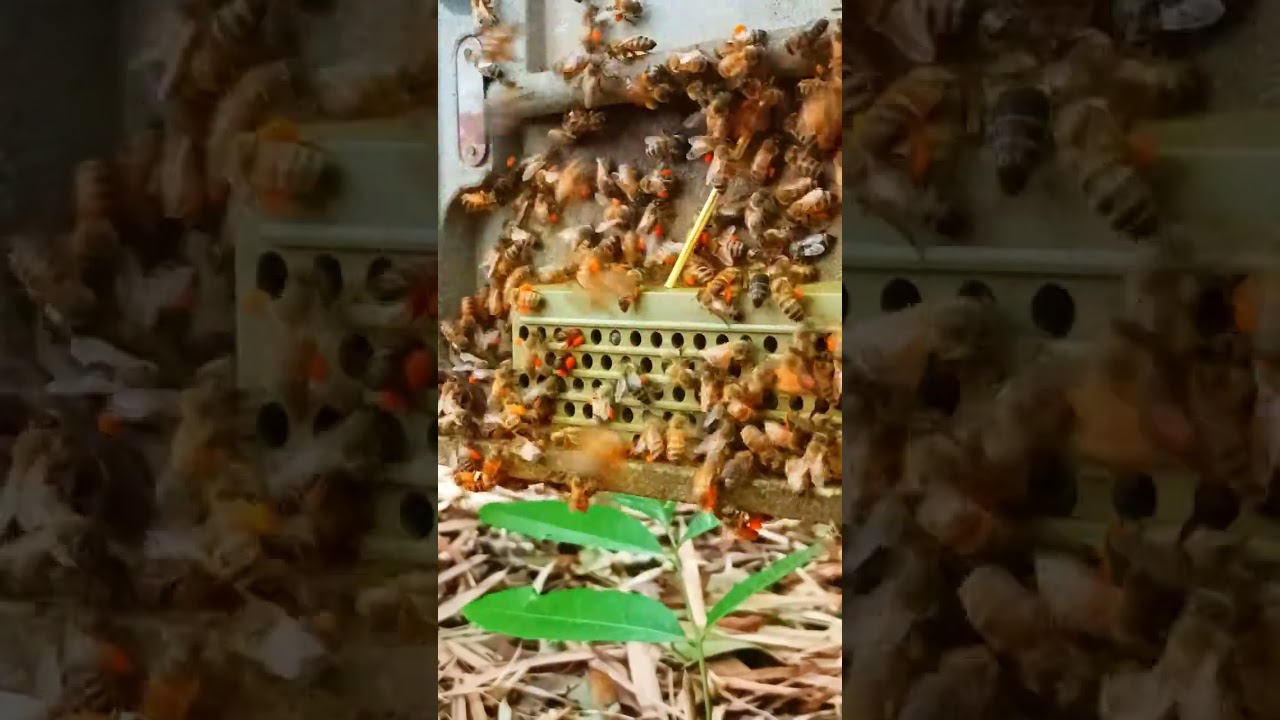 Pollen Collection Scene from My Hive