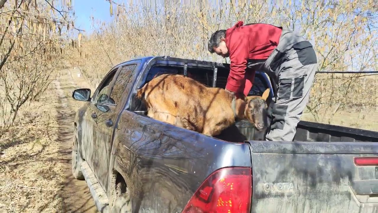 IEZII NĂZDRĂVANI 🐐🐐 MAȘINĂ DE TOCAT
