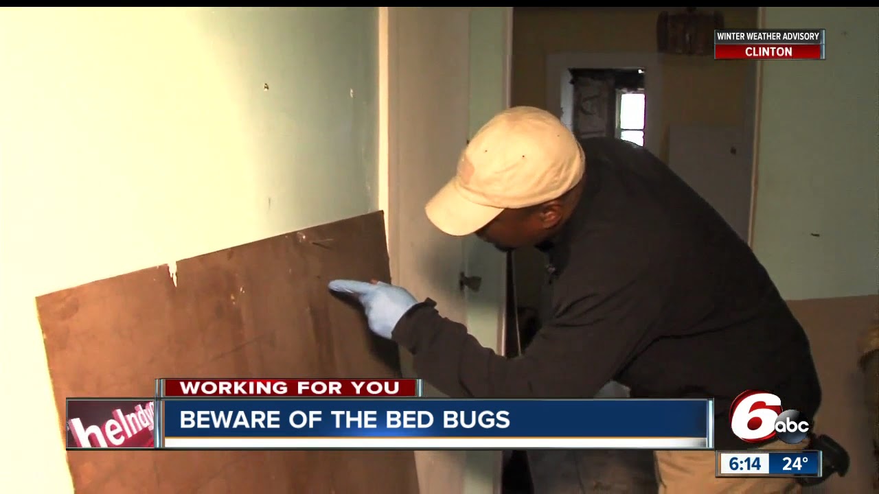 Indy one of the worst 15 cities for bed bug infestations