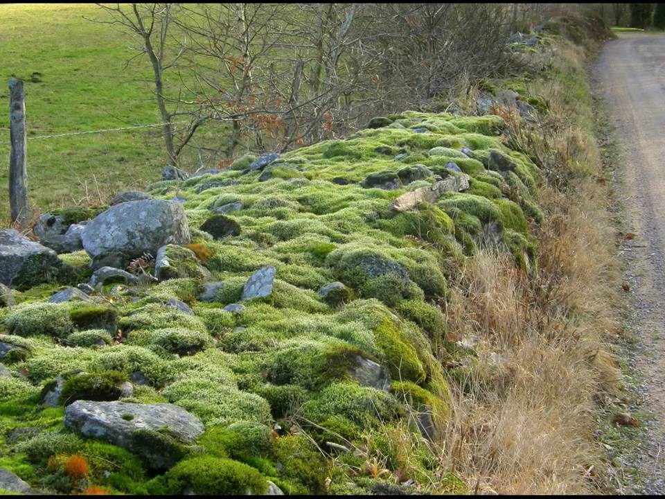 BJ&Auml;RE LANDSCAPE