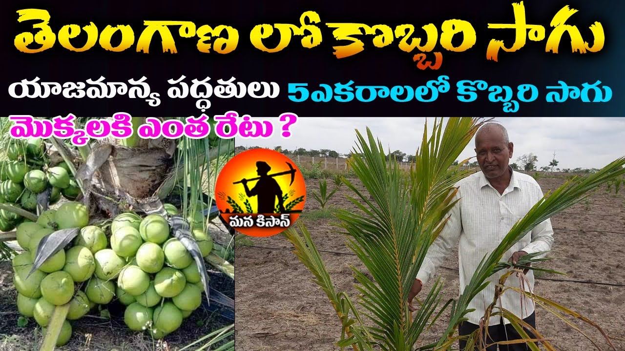 Coconut Sagu |Coconut Farming in Telangana | Coconut Cultivation | Kobbari thota sagu | Manakisan Tv