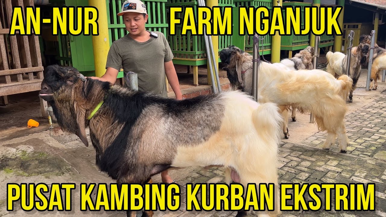 REVIEW LANGSUNG KAMBING QURBAN EKSTRIM KELAS SULTAN DI AN-NUR FARM NGANJUK