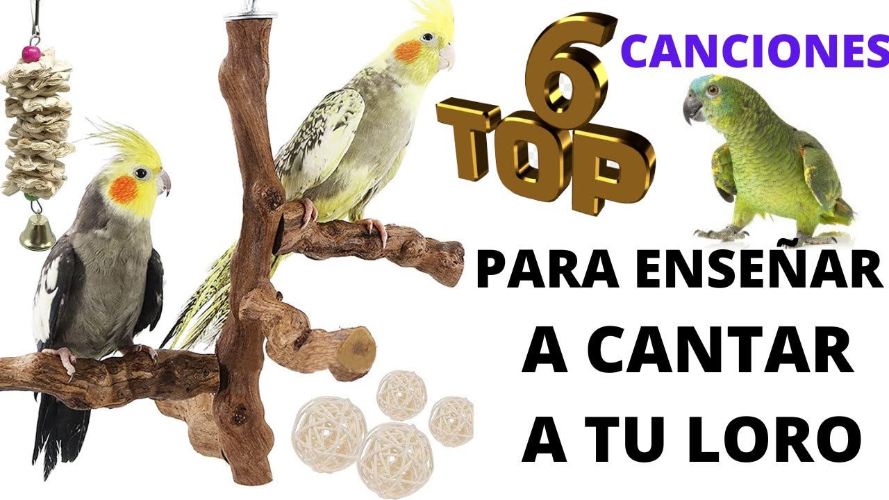 Enseña a cantar a tu Loro , cacatúa ,Ninfa, Canciones silbadas para Ninfas , loros , cacatúas