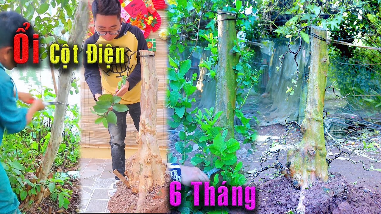 6 Tháng lột xác cây Ổi Cột Điện bờ Ao thành Cây Ổi Bonsai đẹp