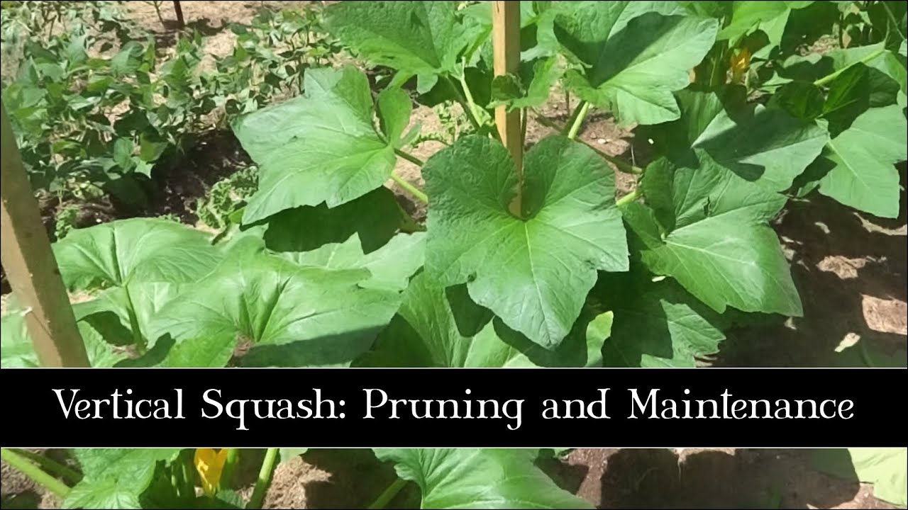 Vertical Squash: Pruning and Maintenance