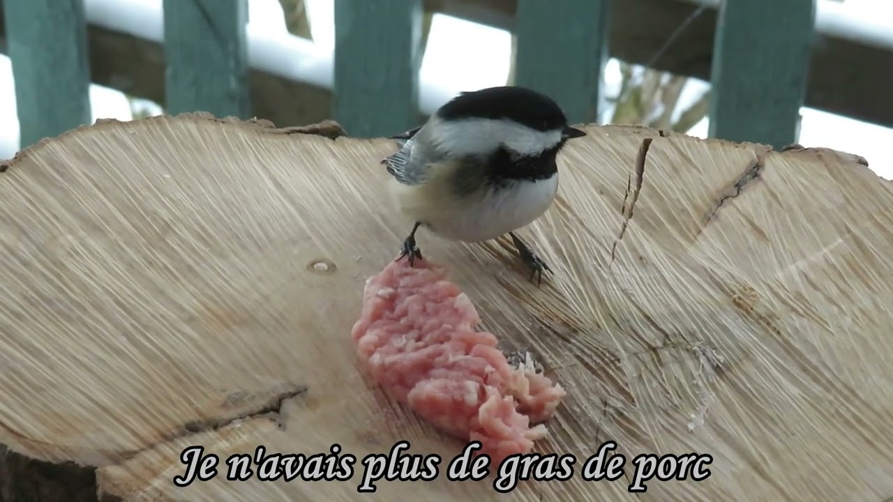 Menu du porc haché le 6 décembre 2025 pour les Mésanges à tête noire et Sittelle à poitrine rousse