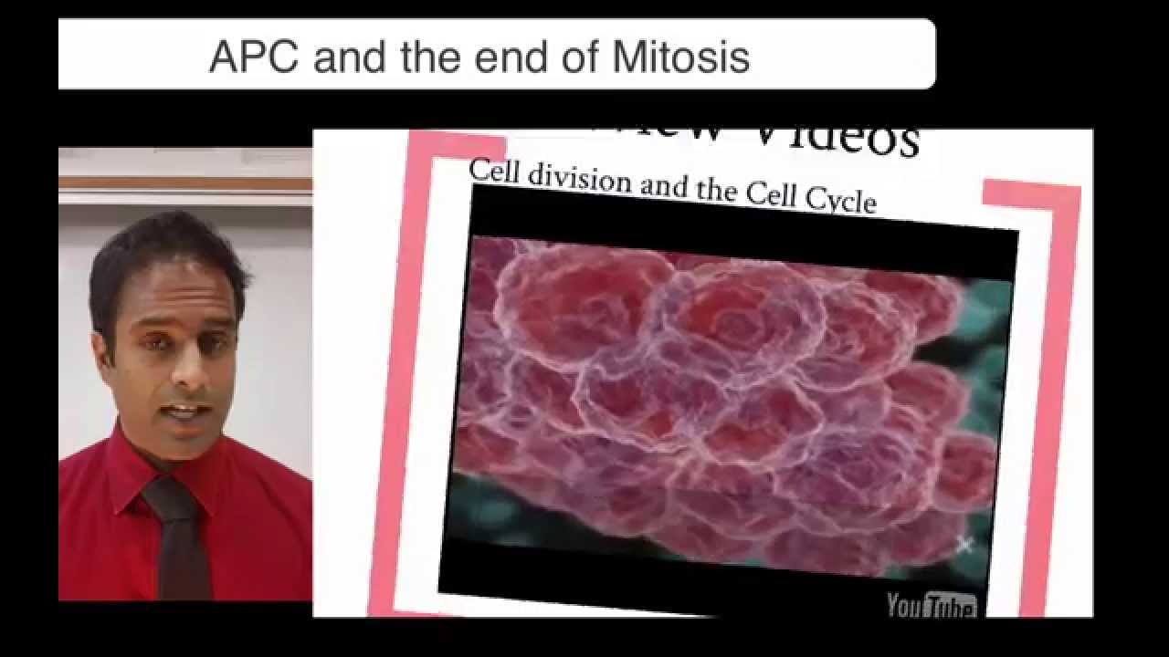 APC and the end of mitosis.