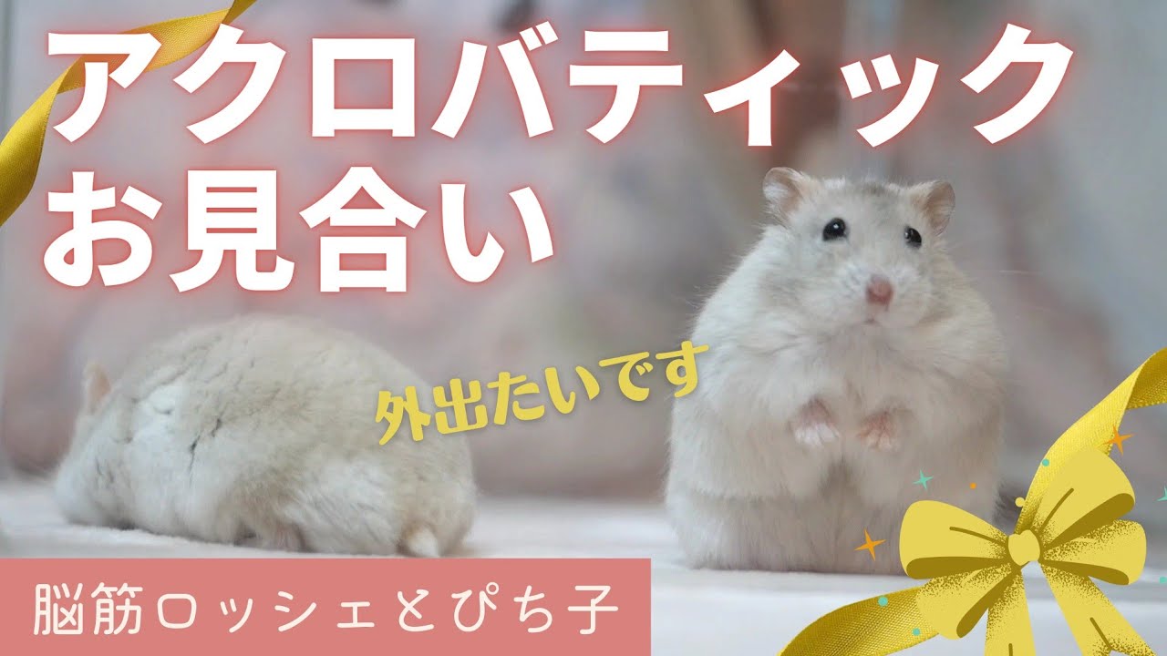 【ハムスターのお見合い】リアクションがアクロバティック夫婦～ジャンガリアン