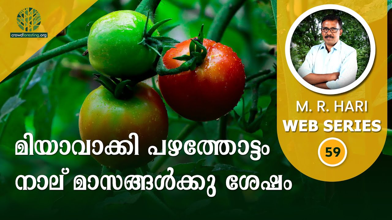 മിയാവാക്കി പഴത്തോട്ടം നാല് മാസങ്ങൾക്കു ശേഷം| Resilience of Miyawaki Fruit Forest After 4 Months |#59