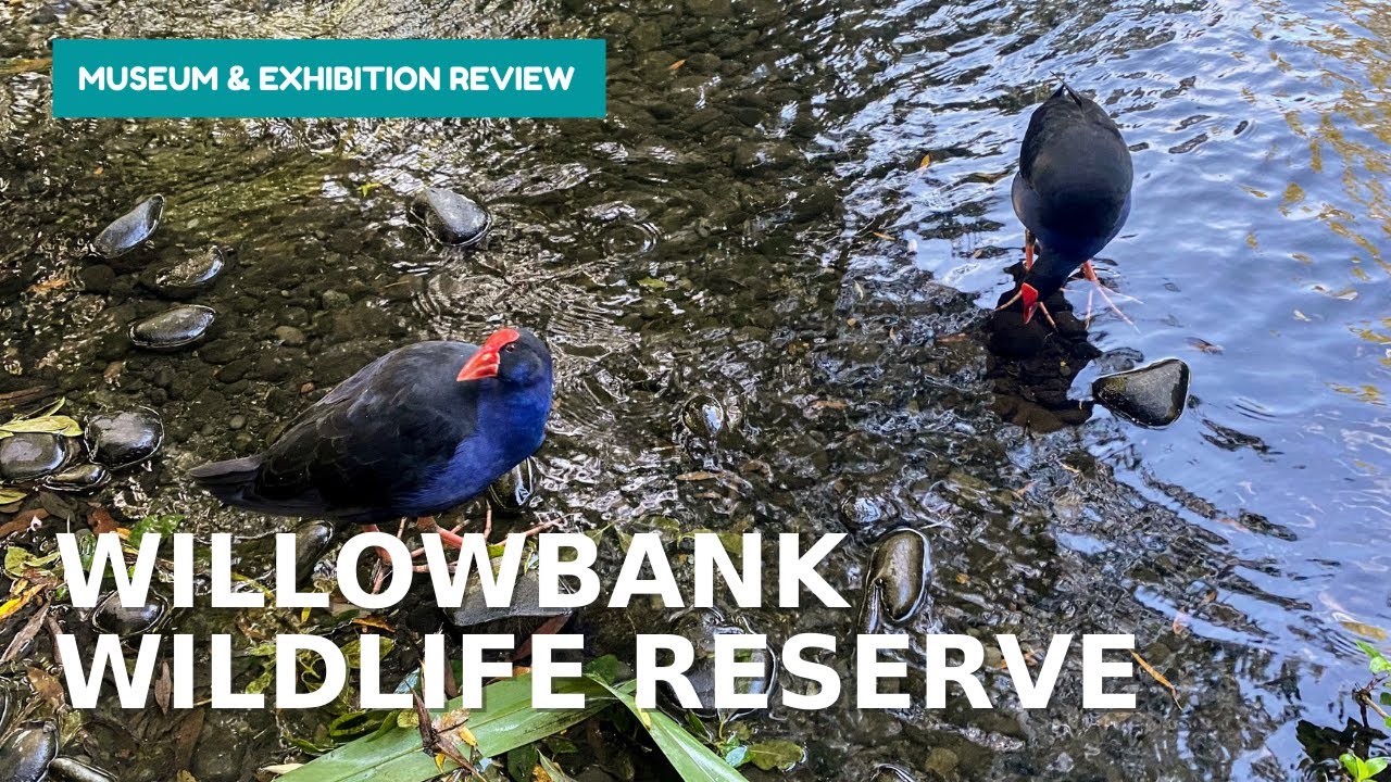 Willowbank Wildlife Reserve Tour and Review
