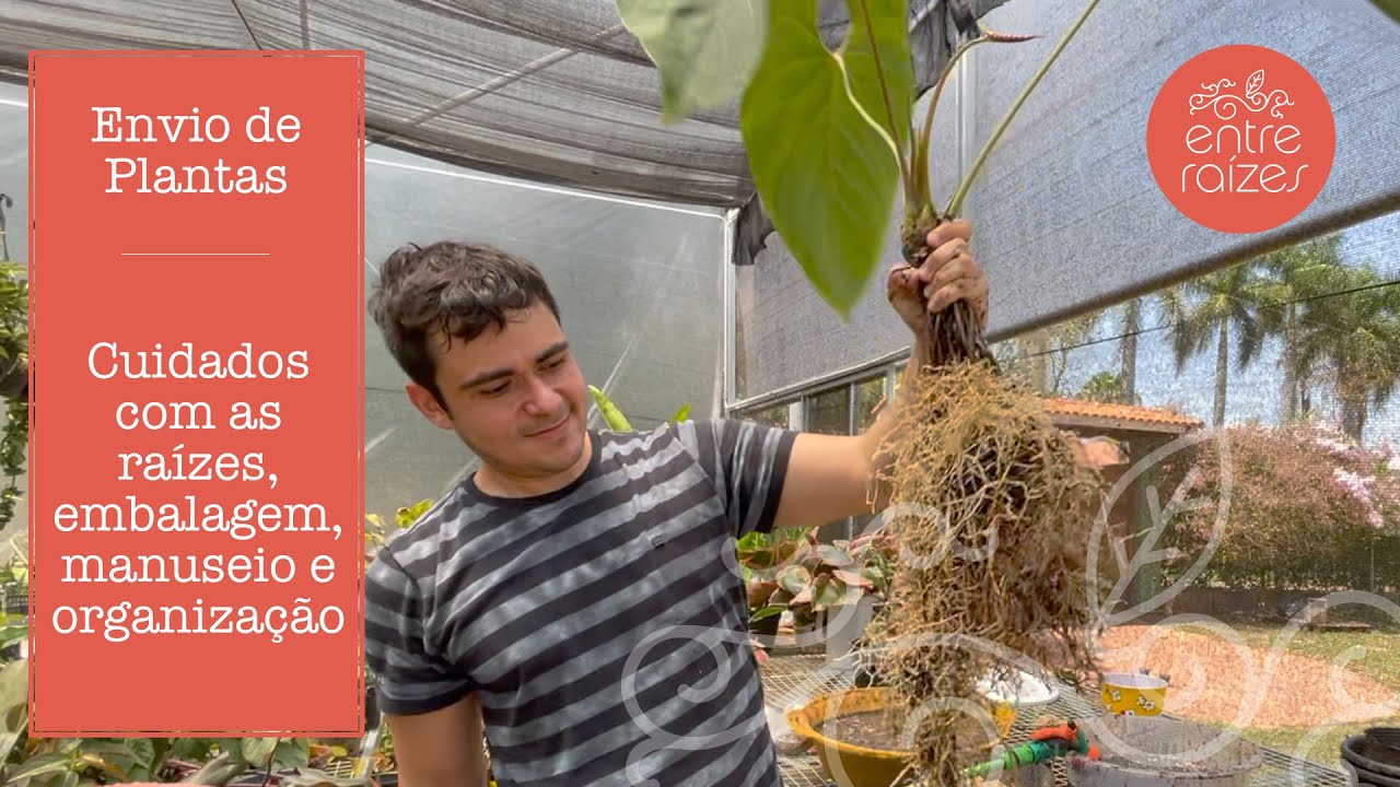 Como fazemos o envio de plantas?