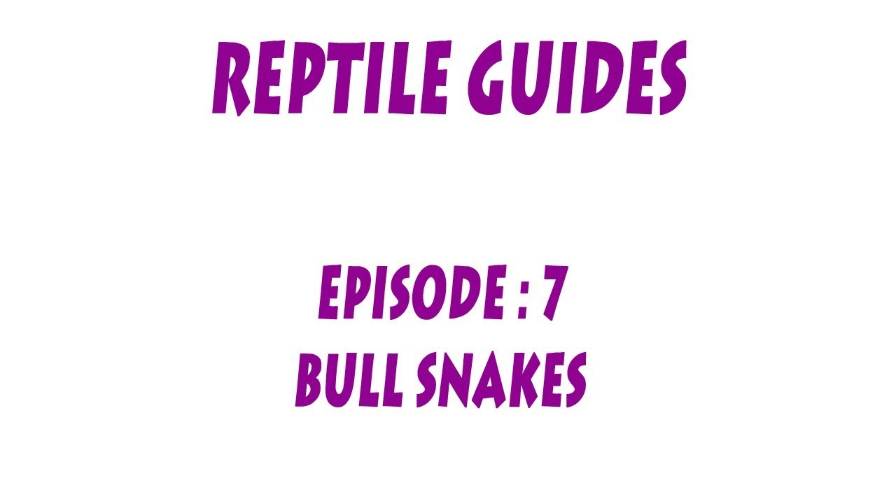 S'N'A GUIDES: Bull Snakes (Pituophis catenfier sayi)