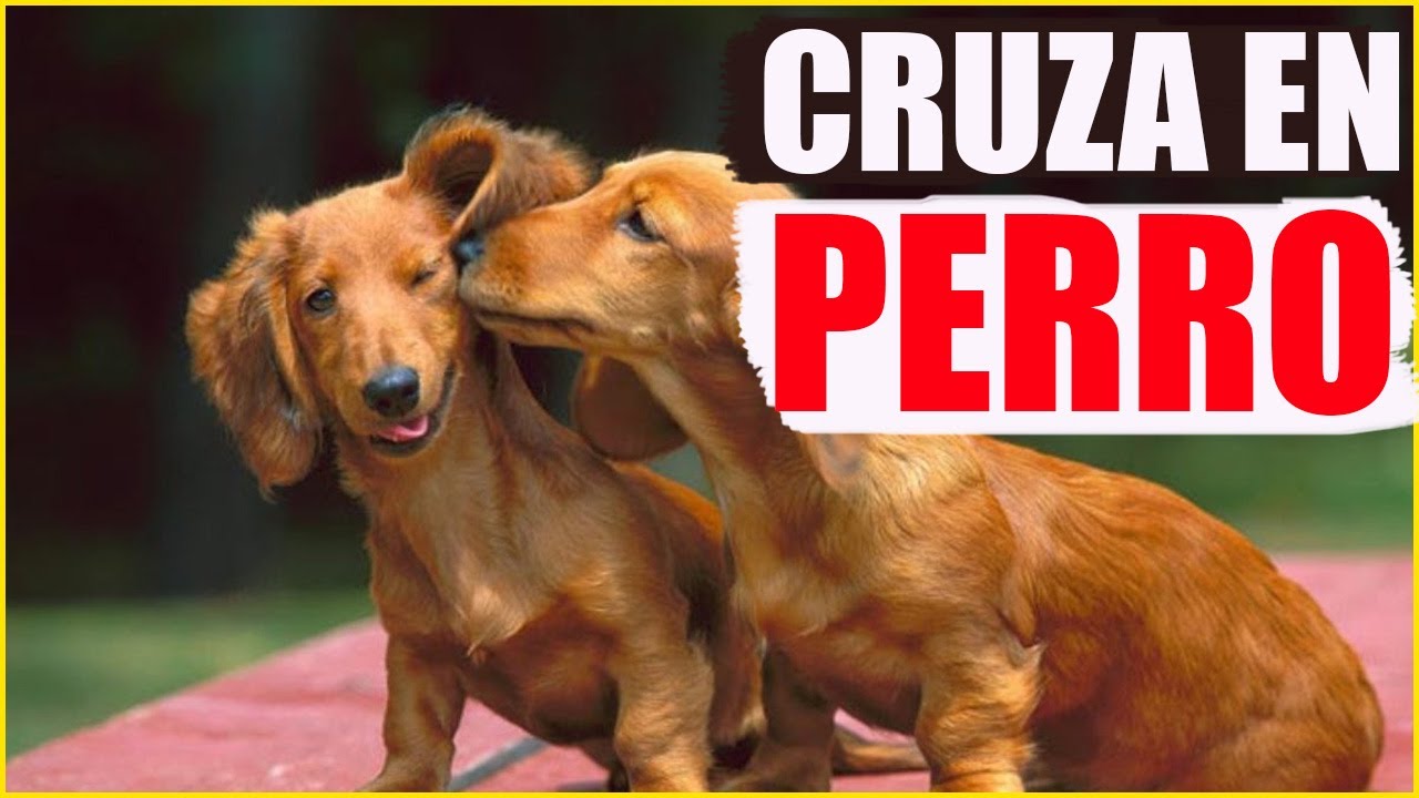 como cruzar un perro por primera vez consejos de profesionales