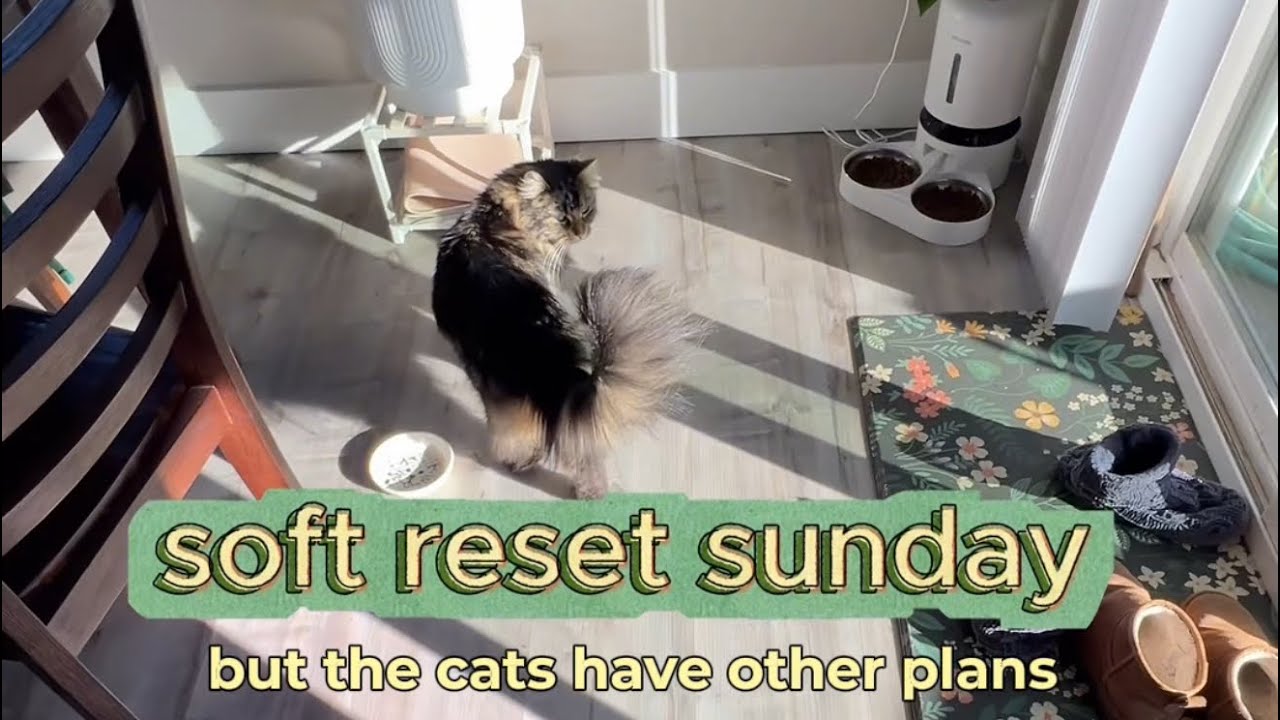 Soft Reset Sunday | slow living, cleaning, plants & cats