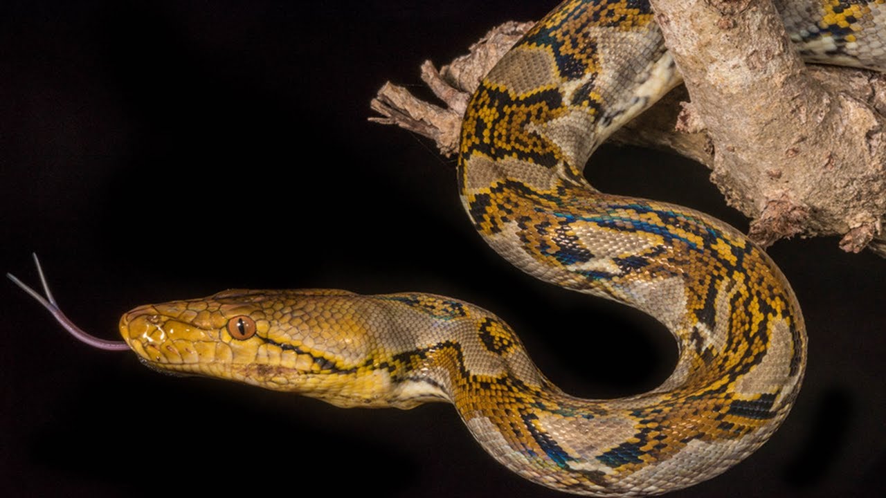 Reticulated Python