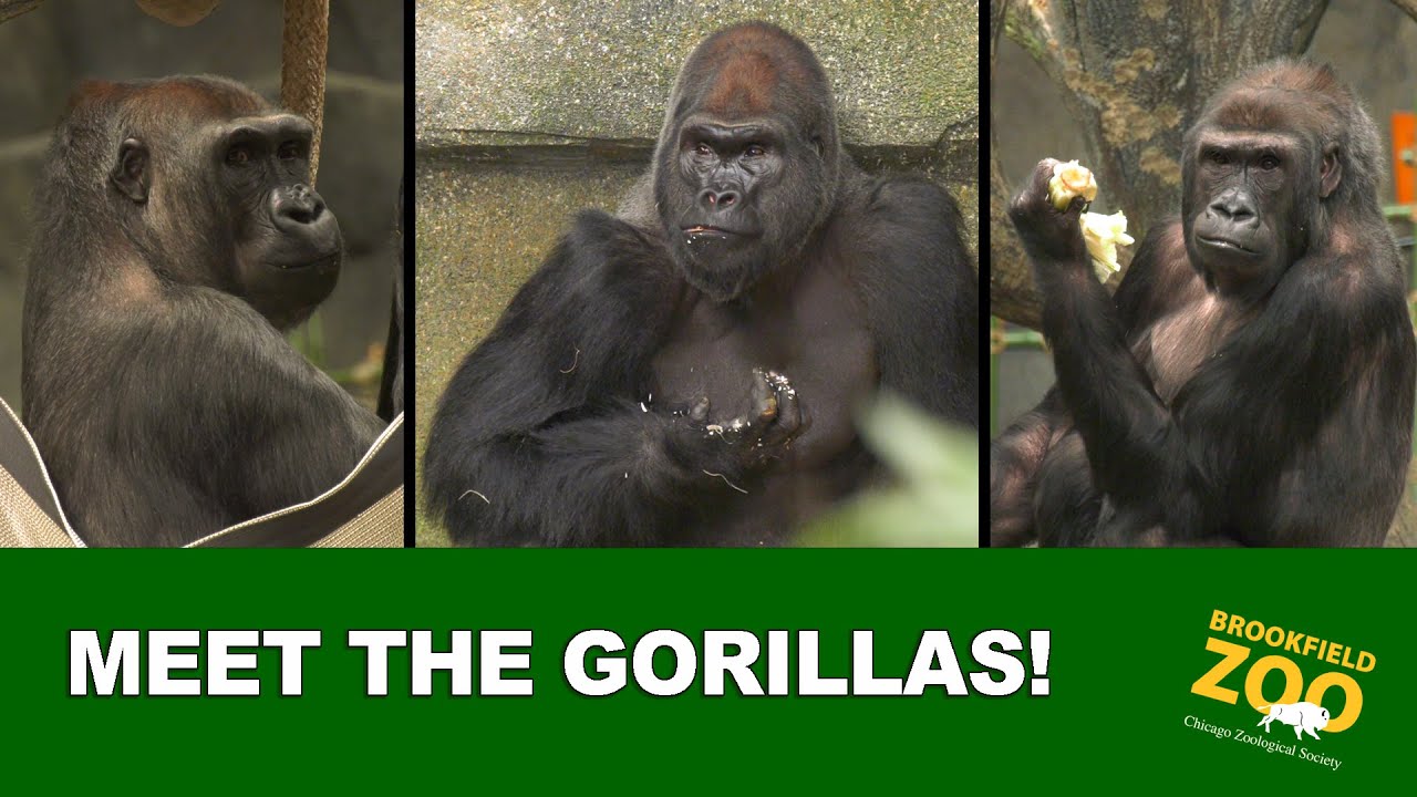 Meet the Gorillas