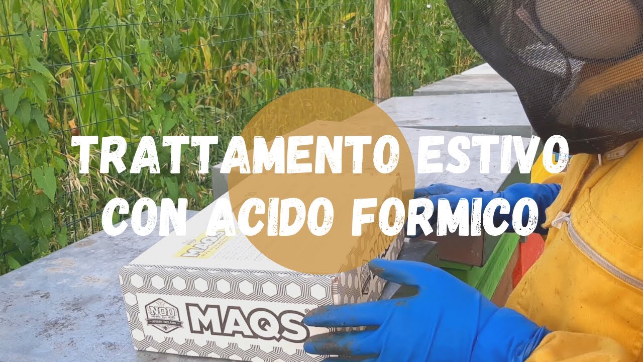 Apicoltura: trattamento estivo con il Maqs