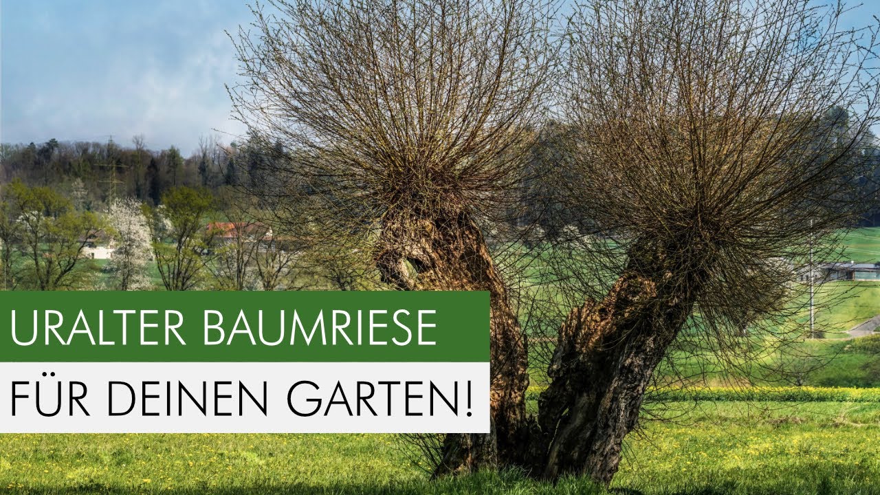Kopfweiden im Garten: So kommst du schnell zu einem uralten Baumriesen mit eigenem Ökosystem!