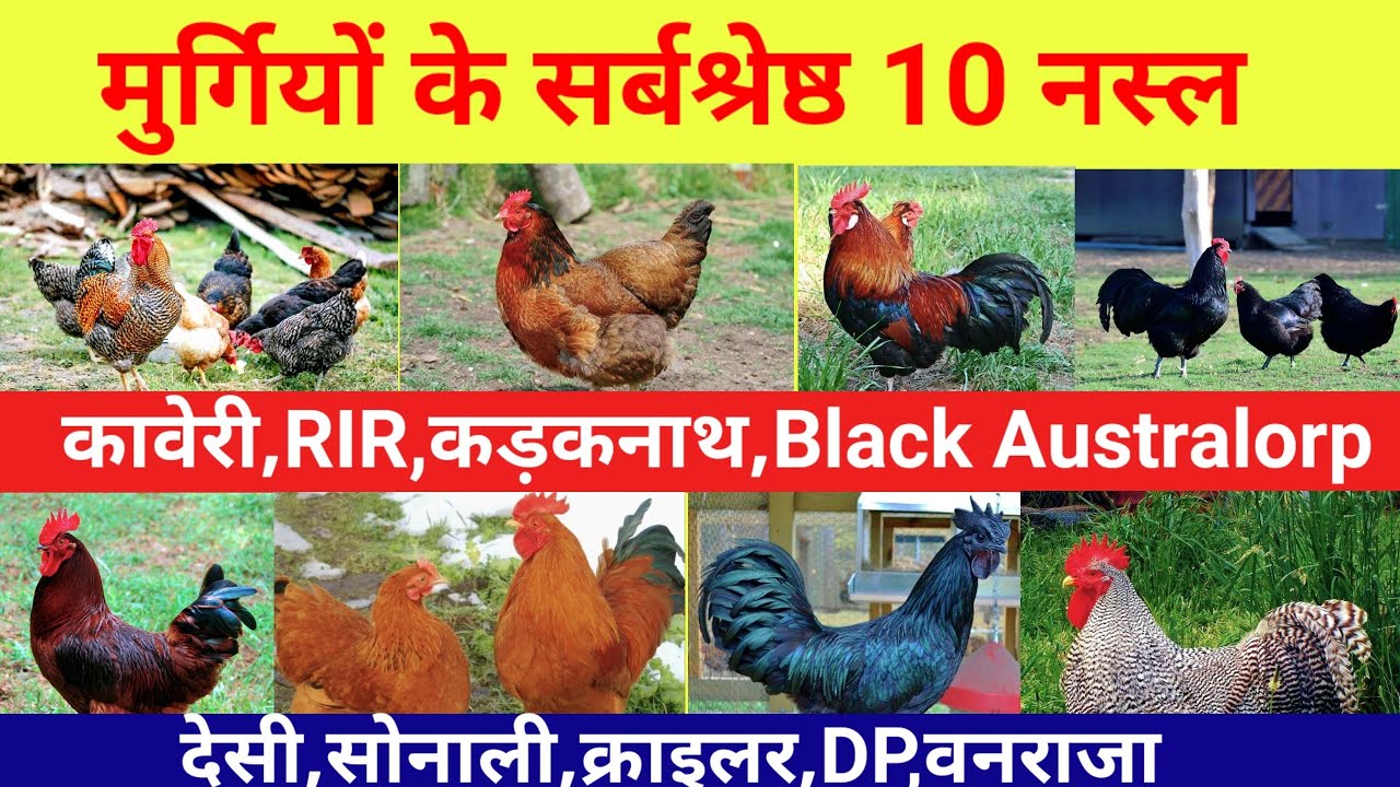 मुर्गियों के सर्बश्रेष्ठ 10 नस्ल और इनकी बिशेषताऐ(Desi murgi palan in hindi)
