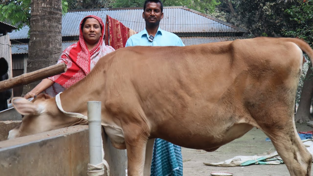 জার্সি গরু। নতুন জার্সি বকনা কালেকশন হিরা ভাইএর খামারে।