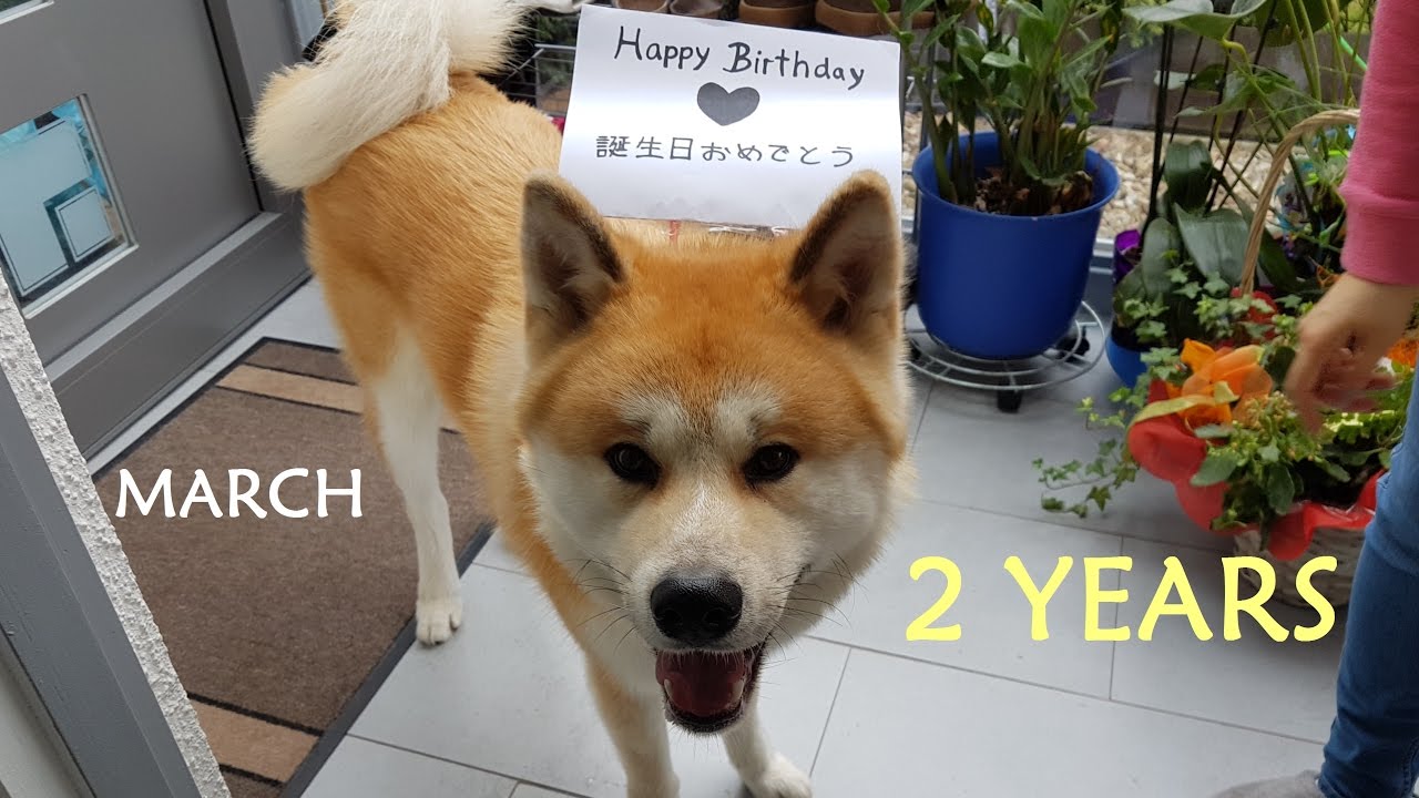 AKITA INU - March Story | Birthday Episode | 秋田犬