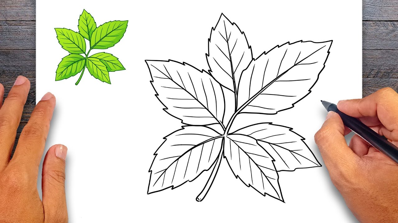 How to draw Mint Leaf - Easy Drawing for Kids & Beginners
