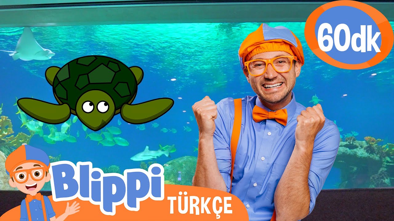Blippi ile Deniz Canlılarıyla Tanış! 🐢 | Blippi Türkçe - Çocuklar için Eğitici Videolar